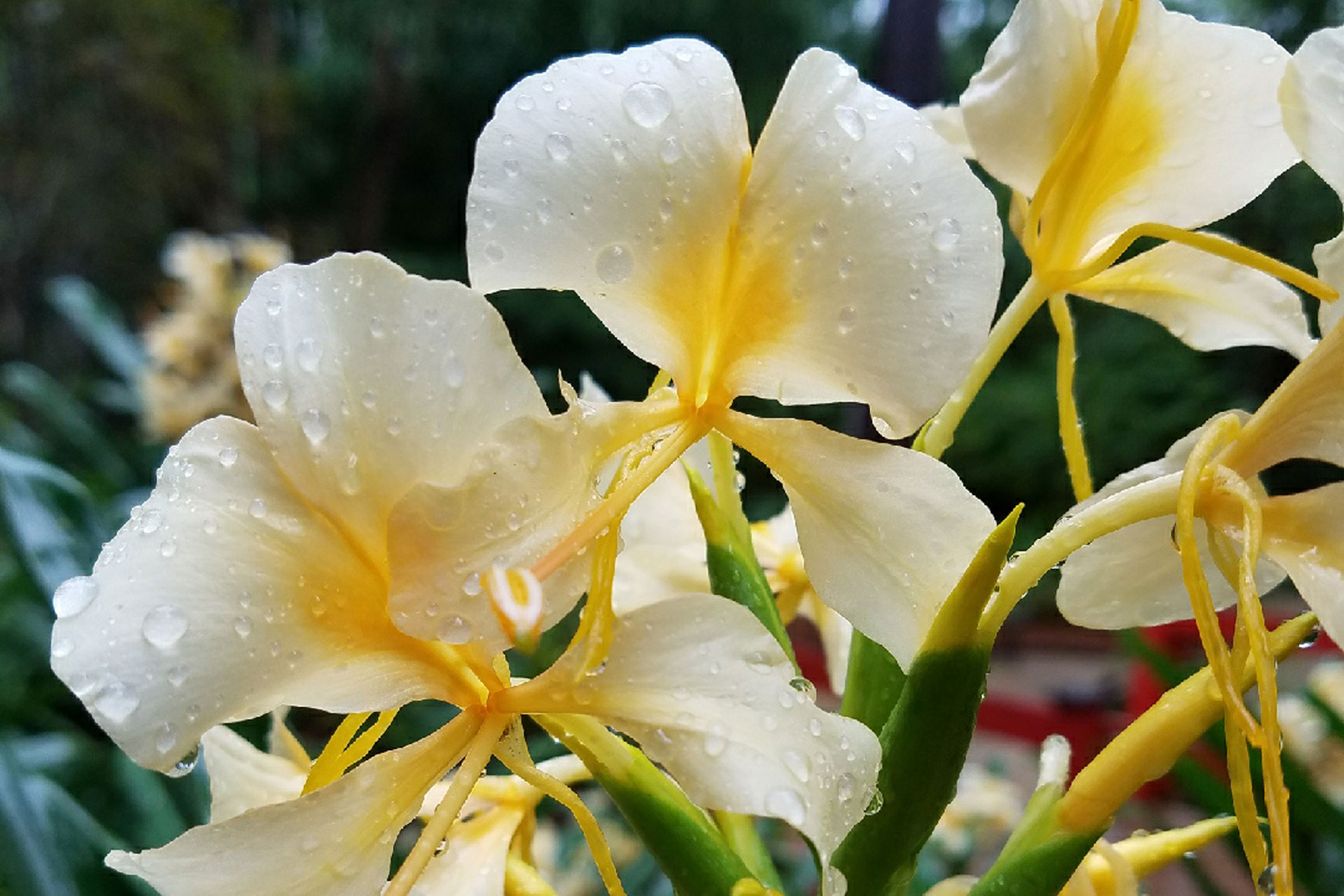 Hedychium-Daniel-Weeks