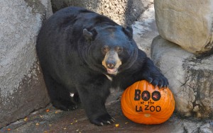 Boo-at-the-Zoo-bear
