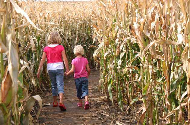 Sisters and a Corn Maze