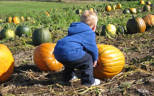 jack-and-pumpkins-2