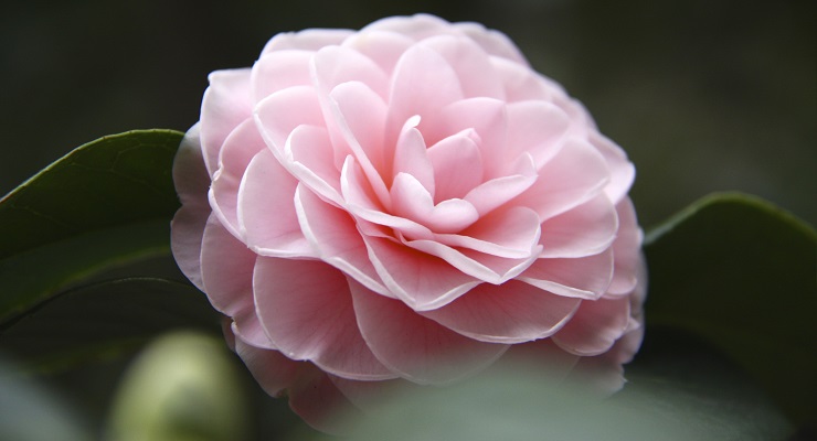 Camellia-japonica-Pink-Perfection-pics01