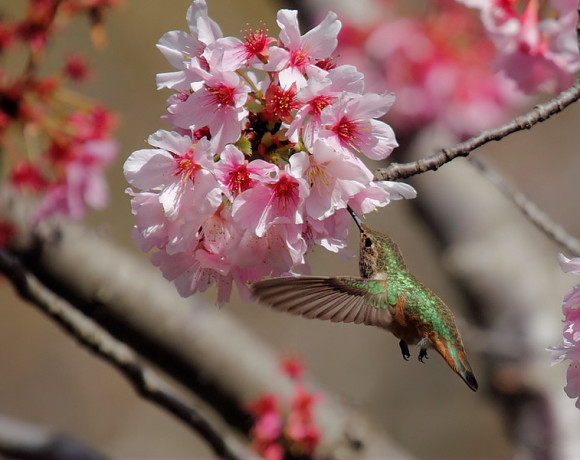 Cherry-blossom-humming-bird-580x460