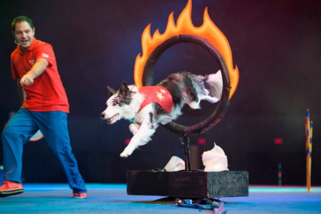 stunt-dog-experience-photo-459-459x306