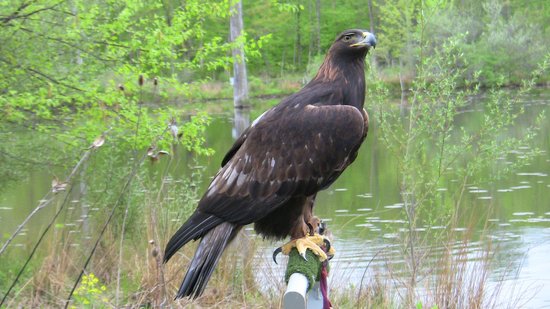 cornell-lab-of-ornithology