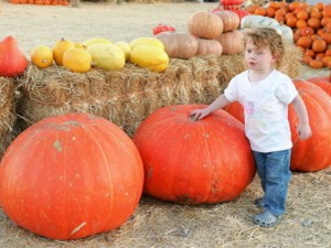LAS VEGAS - OCTOBER 11:  Two-year-old Olivia Bailey walks by large pumpkins at Stu Miller's Pumpkin Patch October 11, 2006 in Las Vegas, Nevada. Halloween is October 31.  (Photo by Ethan Miller/Getty Images)