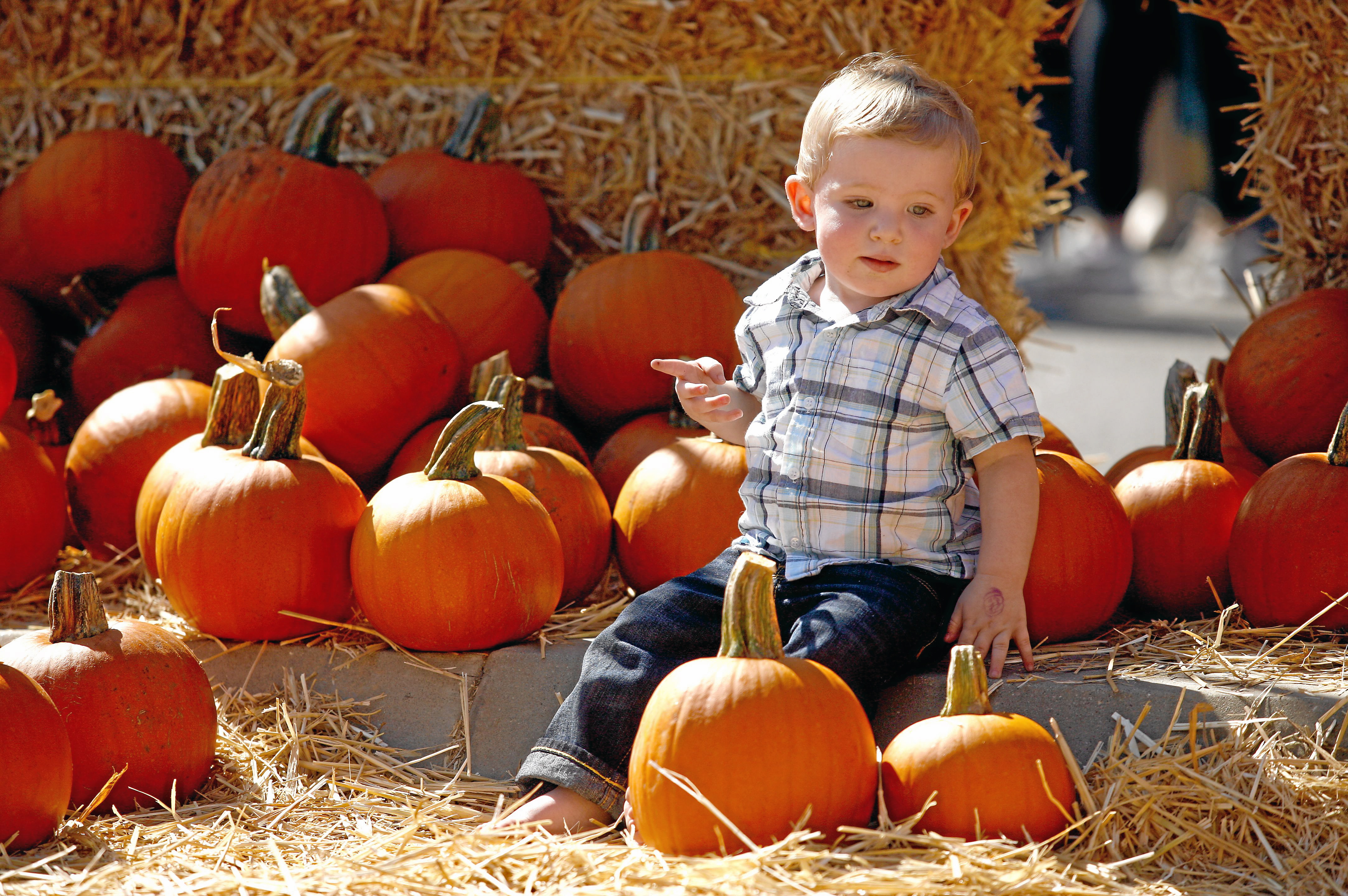 Dylan S. of Agoura Hills, Calif. surrounded by pumpkins, poses for a picture while his father snaps the shot during the Calabasas Pumpkin Festival at Juan Bautista De Anza Park in Calabasas, Calif. October 15, 2011.  (Ernesto Elizarraraz/ LA Daily News)